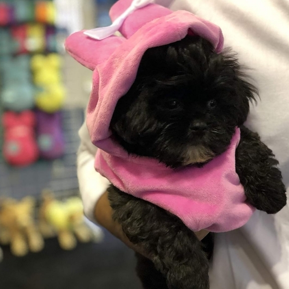 PEEPS | Easter bunny costume for animals - Picture 4 of 13